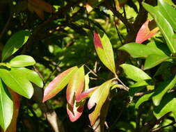 Image of Forest bushwillow