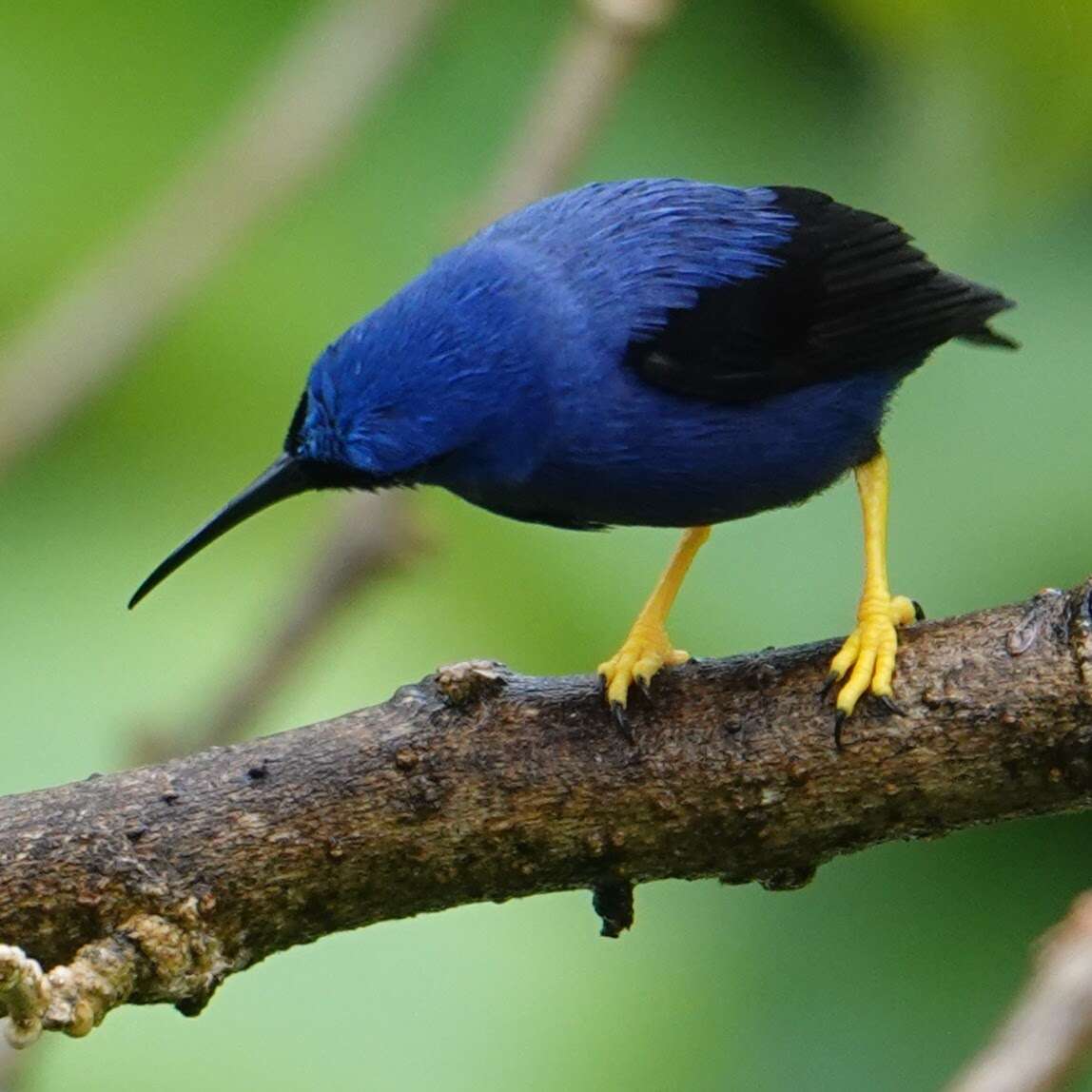 Image of Purple Honeycreeper