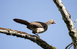 Image of Brazilian Chachalaca