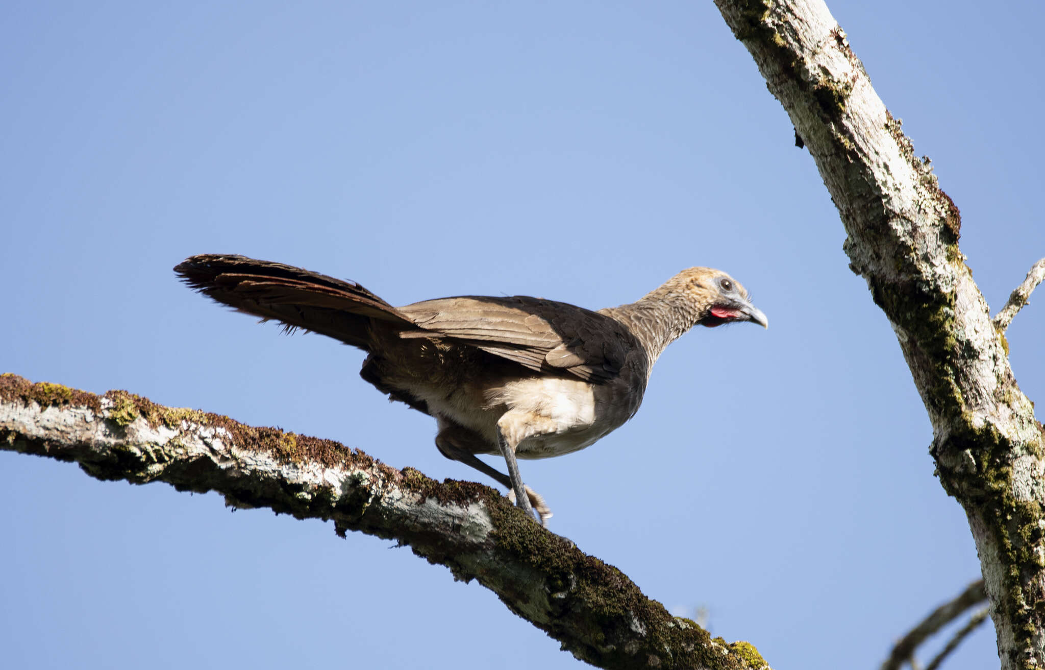 Image of Brazilian Chachalaca