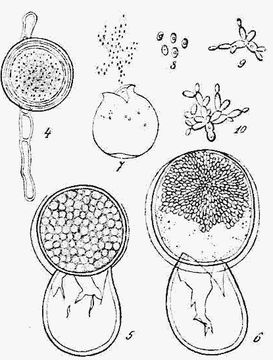 Image of <i>Protomyces macrosporus</i> Unger 1834