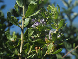 Image of Otholobium polystictum (Harv.) C. H. Stirt.