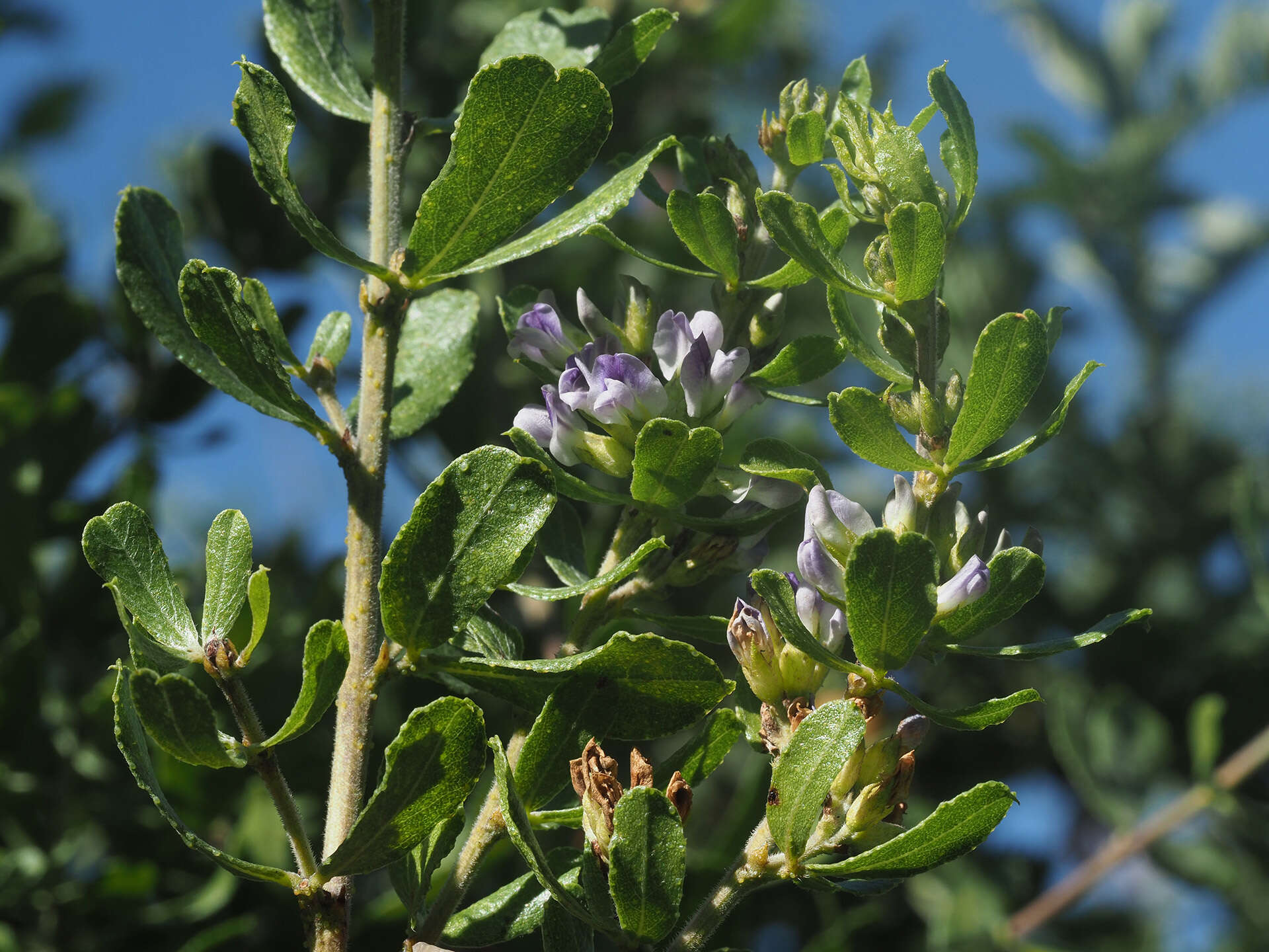 Image of Otholobium polystictum (Harv.) C. H. Stirt.