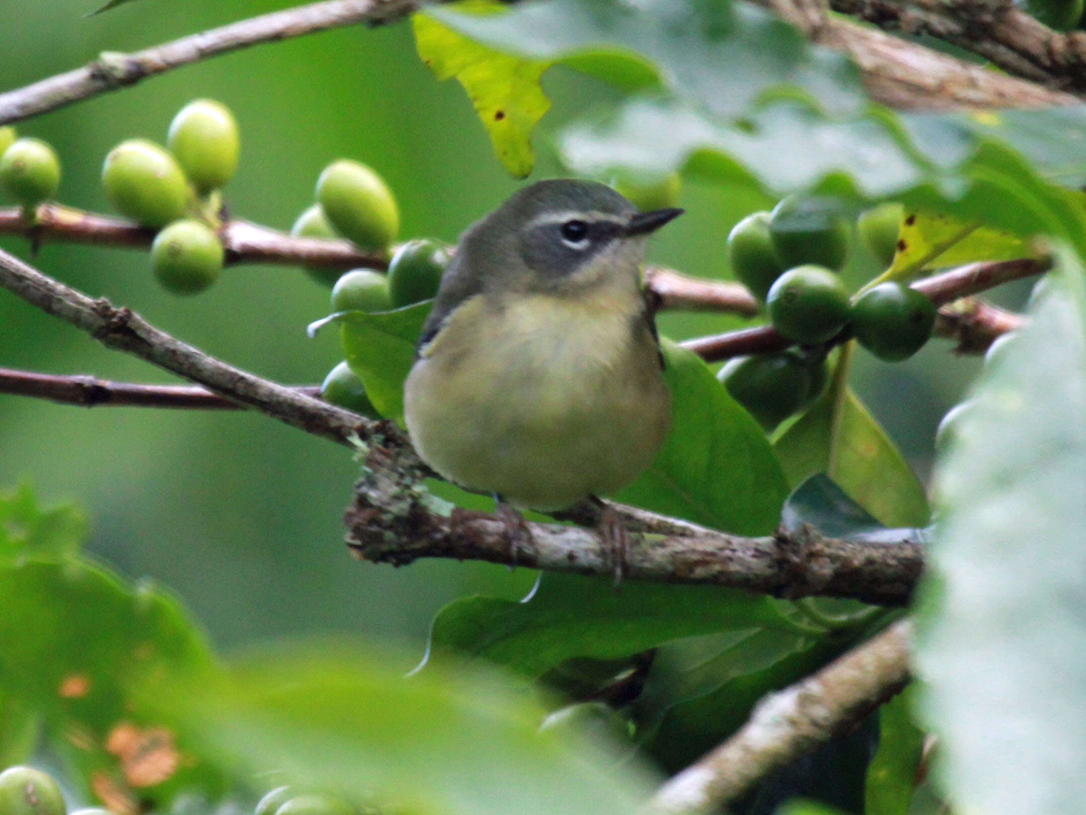 Imagem de Setophaga caerulescens (Gmelin & JF 1789)