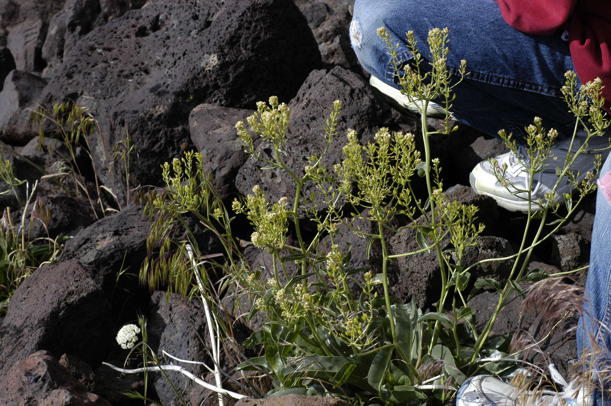 Image of Talapoosa Peak pearpod