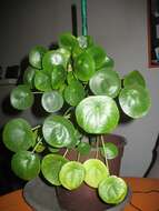 Image de Pilea peperomioides Diels