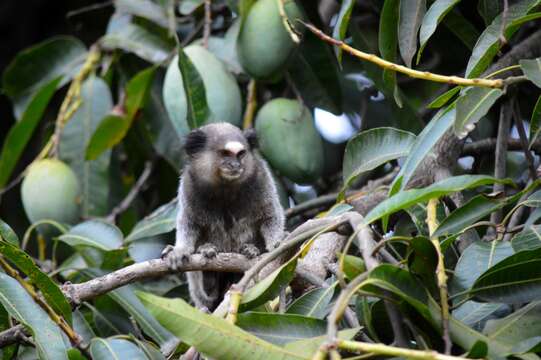 Image of Black-pencilled Marmoset