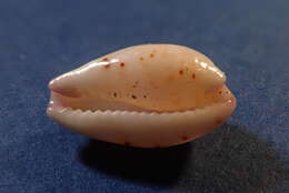 Image of Purpuradusta hammondae (Iredale 1939)