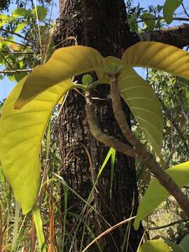 Sivun Nauclea orientalis (L.) L. kuva