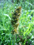 Image of True fox-sedge