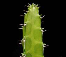 Imagem de Euphorbia heterochroma Pax