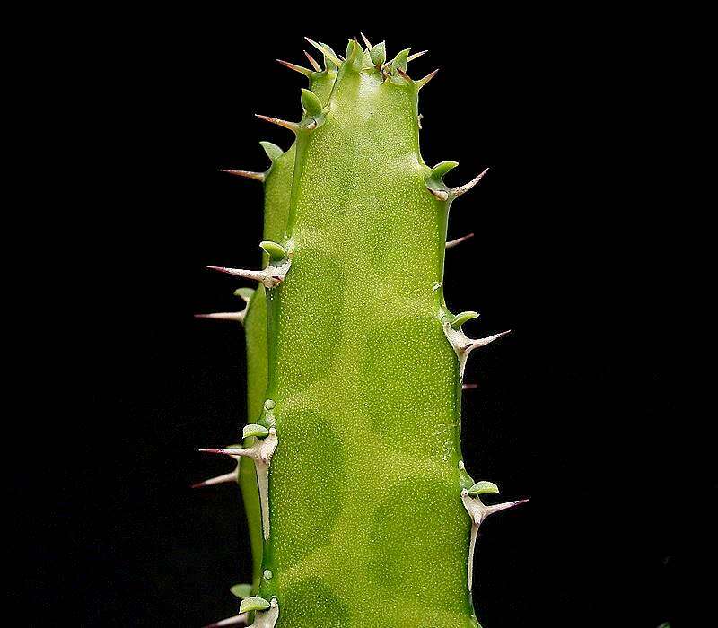 Imagem de Euphorbia heterochroma Pax