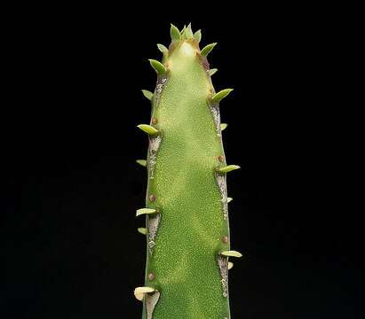 Imagem de Euphorbia heterochroma Pax