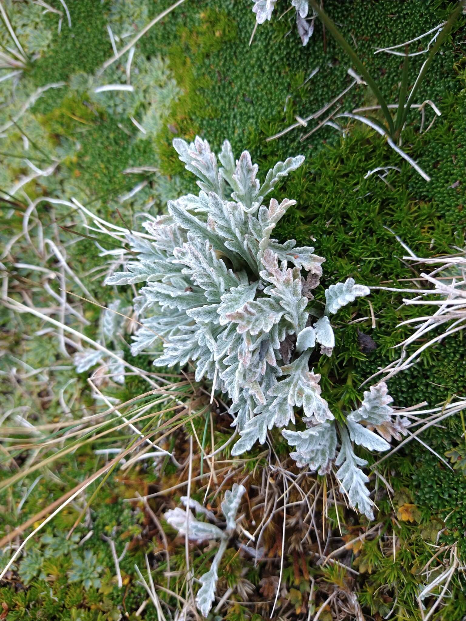 Image of Leucheria hahnii Franch.