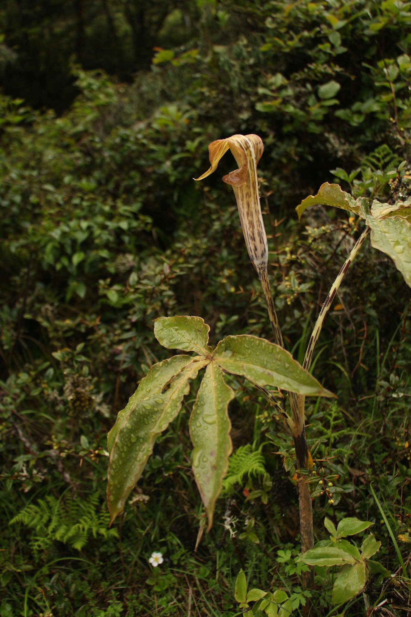 Image of arnica