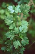 Слика од Crataegus rhipidophylla Gand.