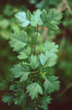 Crataegus rhipidophylla Gand. resmi