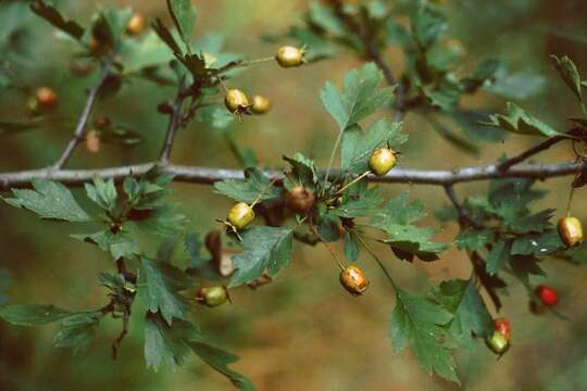 Crataegus rhipidophylla Gand. resmi