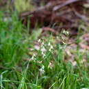 Plancia ëd Melasphaerula graminea (L. fil.) Ker Gawl.