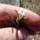 Image of Epilobium hirtigerum A. Cunn.