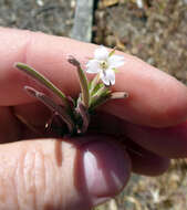 Image of Epilobium hirtigerum A. Cunn.