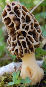 Image of <i>Morchella vulgaris</i>