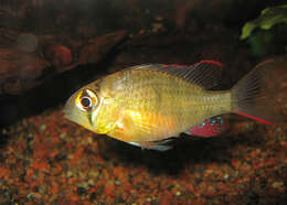 Image of Mikrogeophagus altispinosus (Haseman 1911)