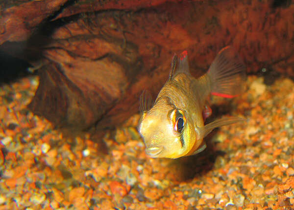 Image of Mikrogeophagus altispinosus (Haseman 1911)