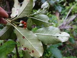 Imagem de Coprosma grandifolia Hook. fil.