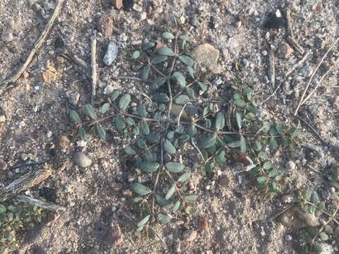 Image of boquillas sandmat