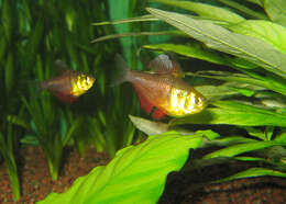 Image of Flame tetra