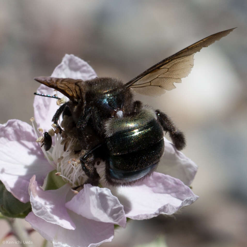 Image of Western Carpenter Bee