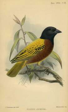 Image of Golden-backed Weaver