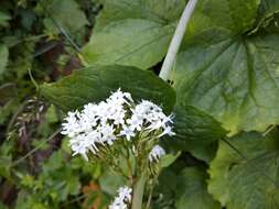 Image of Valeriana alliariifolia Adams