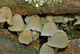 Image of Trooping Inkcaps