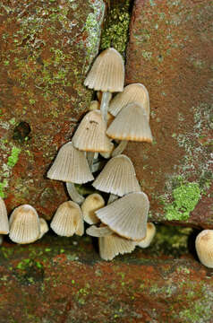 Image of Coprinellus disseminatus (Pers.) J. E. Lange 1938