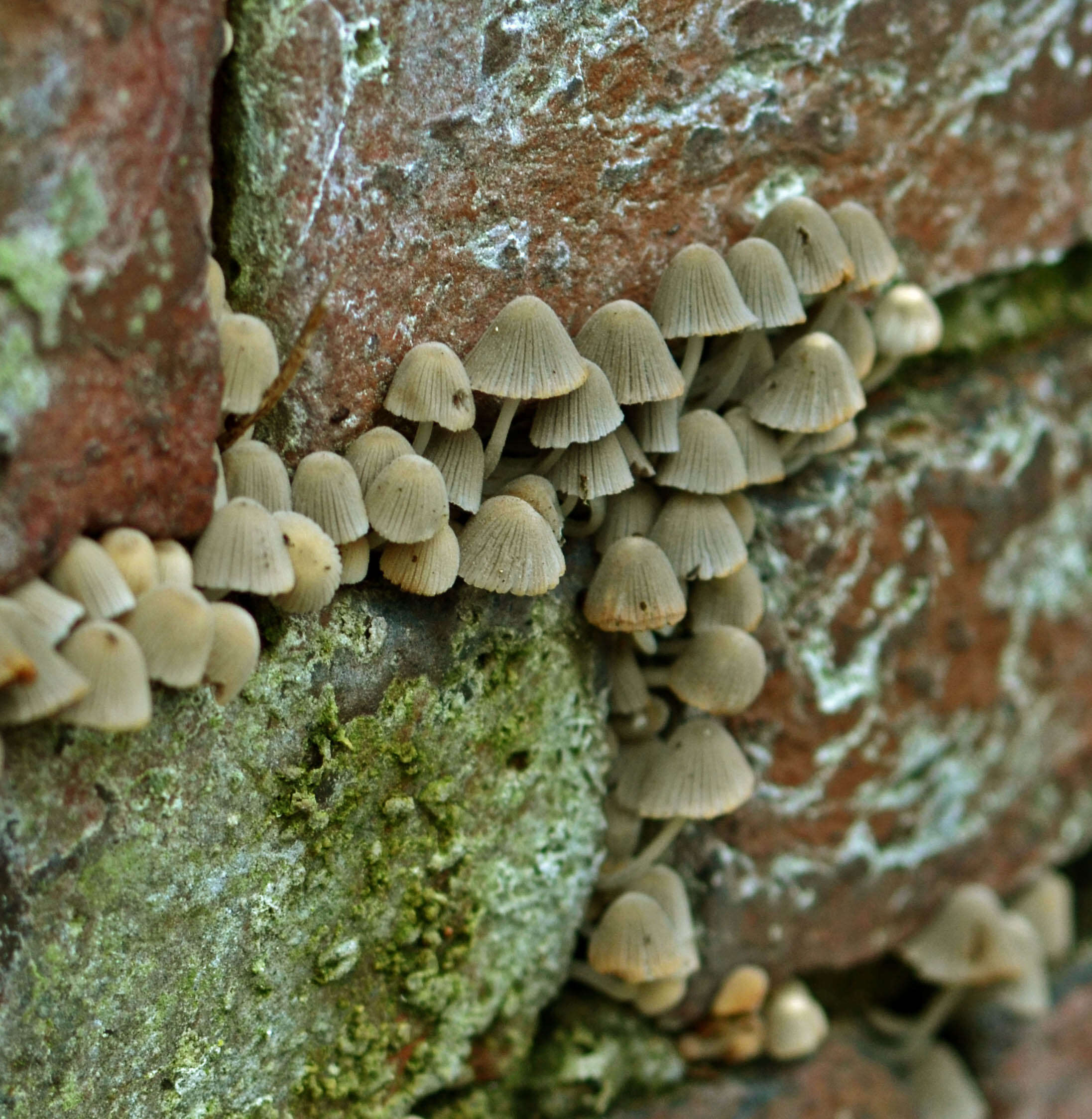 Image of Trooping Inkcaps