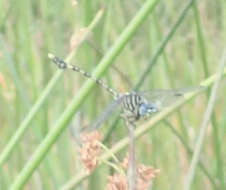 Imagem de Ictinogomphus dundoensis Pinhey 1961