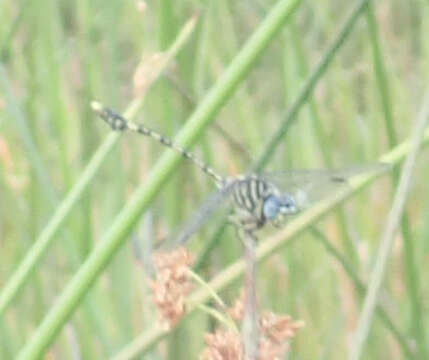 صورة Ictinogomphus dundoensis Pinhey 1961