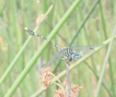 Imagem de Ictinogomphus dundoensis Pinhey 1961