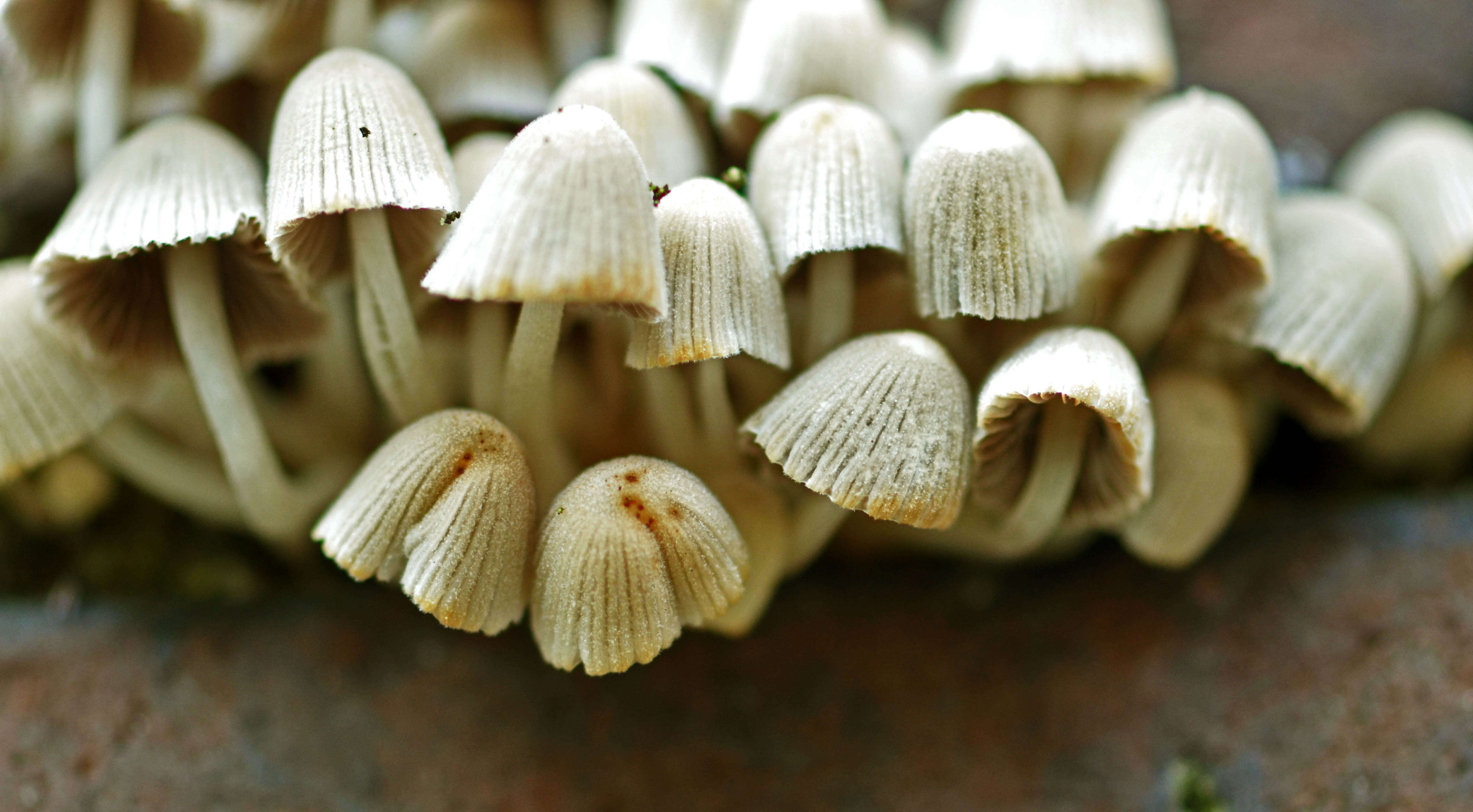 Image of Trooping Inkcaps