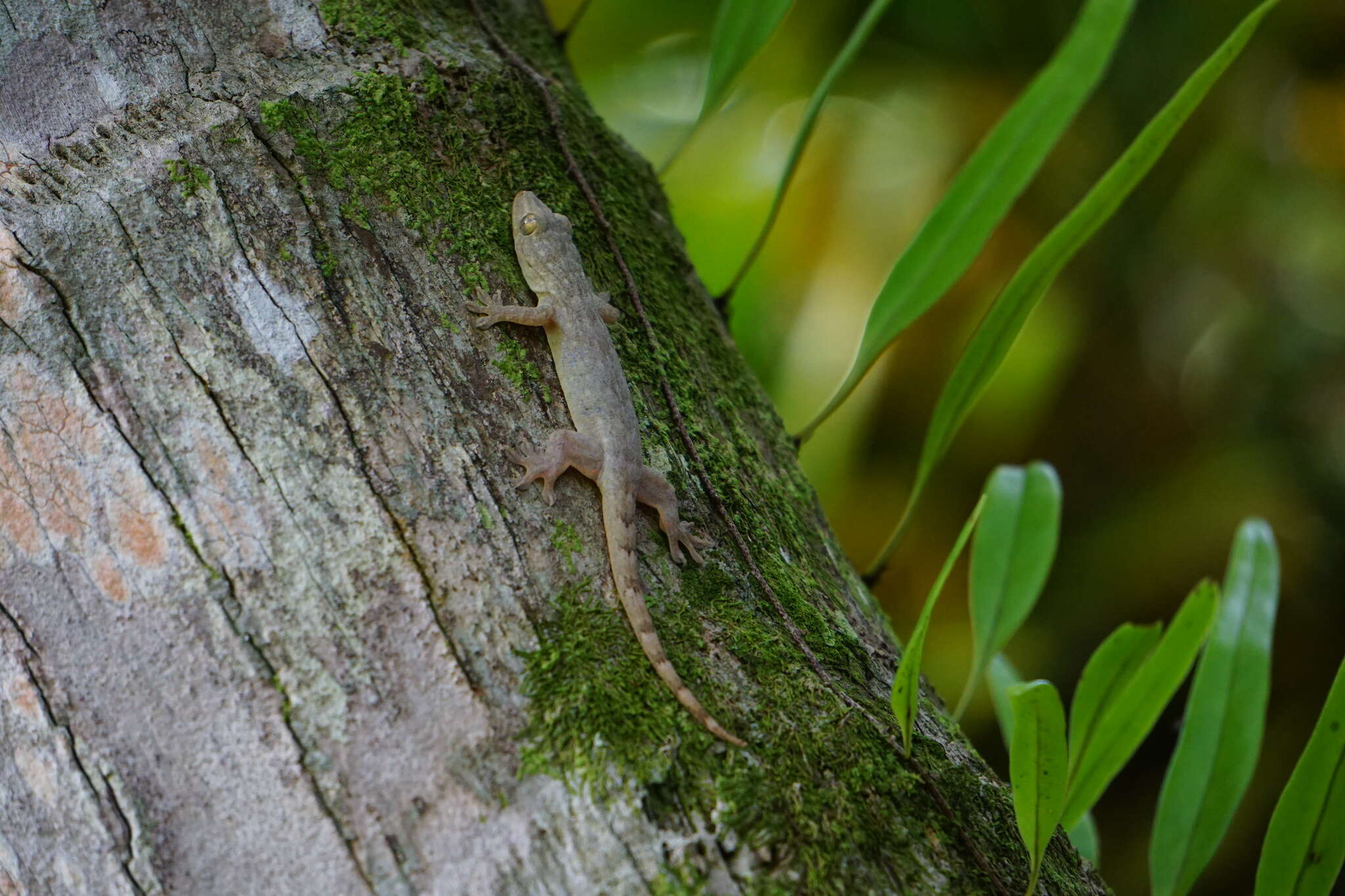 Image of Oceania Gecko