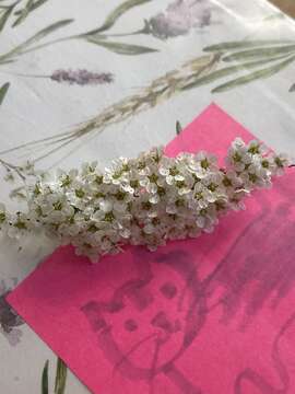 Image of Reeves' meadowsweet