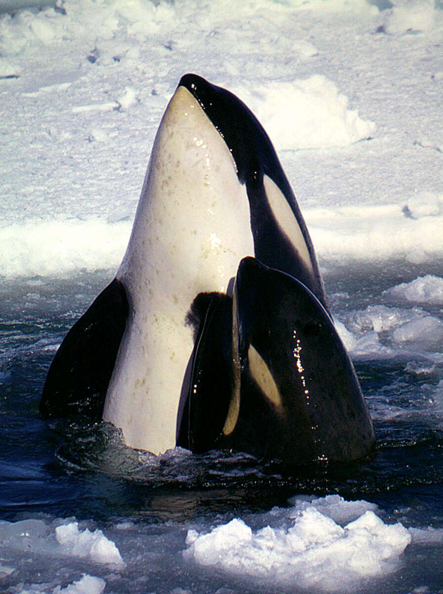 Image of killer whale