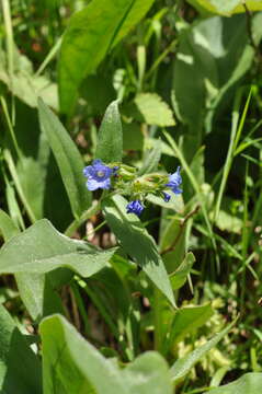 Image of Pulmonaria australis (J. Murr) W. Sauer