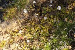 Imagem de Drosera rupicola (N. G. Marchant) Lowrie