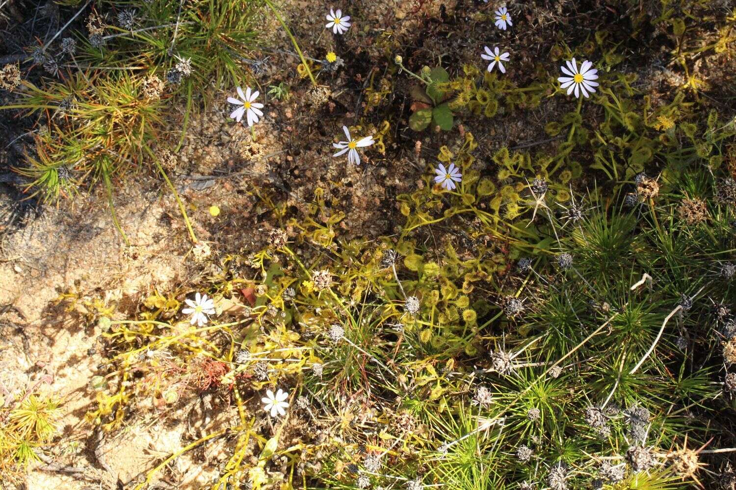 Imagem de Drosera rupicola (N. G. Marchant) Lowrie