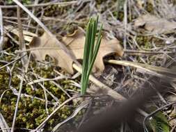 Image of Crocus tauricus (Trautv.) Puring