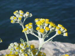 Слика од Helichrysum italicum (Roth) G. Don fil.