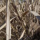 Image of Arundo plinii Turra